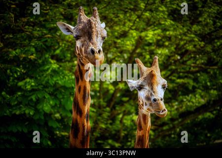 Rothschild's Giraffe at Paignton Zoo Stock Photo