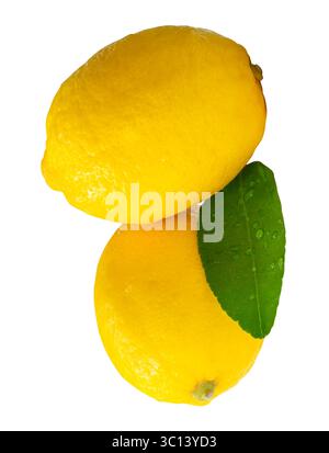Side view of two fresh ripe yellow lemon fruits with green lemon leaf and water droplets in stack is isolated on white background with clipping path. Stock Photo