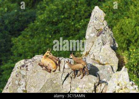 Chamois family resting on a rock with a wide view over green landscape, chamois, chamois, (Rupicapra rupicaprae), fawn, wildlife, Vosges, France Stock Photo