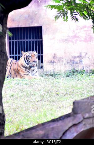 Powerful and majestic tiger (Panthera tigris) in its natural habitat, symbol of strength and conservation, representing the endangered big cat of Asia Stock Photo