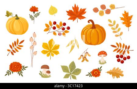 Autumn decor set - leaves from trees, pumpkins, flowers, berries and mushrooms. Collection of autumn leaves and fruits Stock Vector
