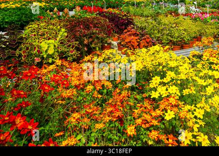 A dazzling flower market scene filled with yellow, red, and orange blossoms surrounded by lush, patterned foliage and ornamental potted plants Stock Photo