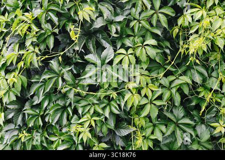 Lush green ivy leaves on the wall. Dense natural foliage texture. Climbing plant background full of greenery. Nature coverage pattern with leaves. Stock Photo