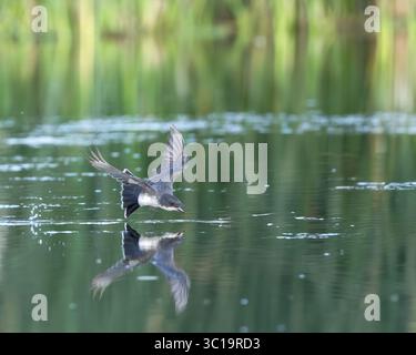 An Eastern Kingbird shows off his acrobatics and closes in on a damselfly. Stock Photo
