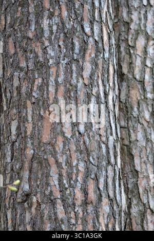Close-up of the scaly, highly textured bark of Scots pine trees (Pinus sylvestris). Stock Photo