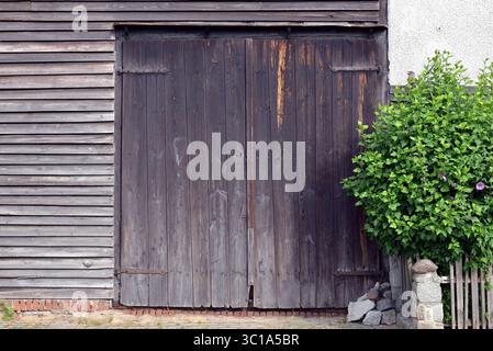 A large, old, weathered wooden barn door next to a blooming green hibiscus bush. Stock Photo