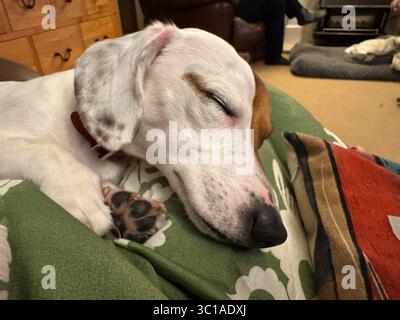 small brown and white dog sleeping peacefully Stock Photo