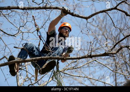April 17, 2015 - Richfield, MN, U.S. - Nick Johnson l used a sharp blade to prune dead limbs. (/STAR TRIBUNE) Nick Johnson is a tree trimmer for Rainbow Treecare and was working at a house in Richfield Min., Friday, April 24, 2015. (Credit Image: Kyndell Harkness/Minneapolis Star Tribune/TNS via ZUMA Wire) Stock Photo