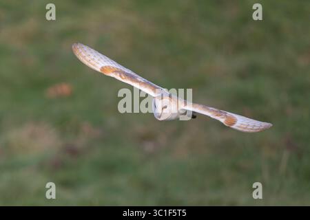 Barn owl (Tyto alba) in flight. Photographed in the UK. Stock Photo