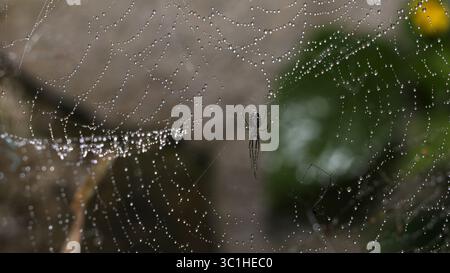 Macro shot of a spider on a dew-covered web, surrounded by natural outdoor scenery Stock Photo