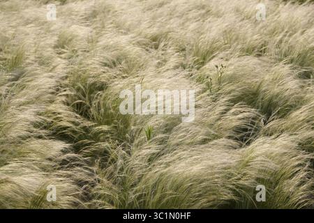 grass in the wind in autumn Stock Photo