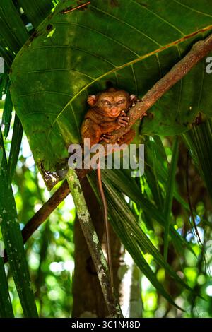 Philippine Tarsier Clinging to a Branch in Bohol, Philippines Stock ...