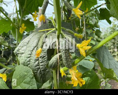 Growing Fresh Cucumbers in a Greenhouse Stock Photo