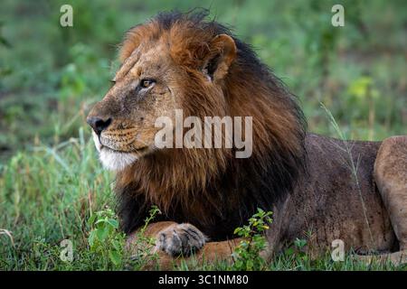 A male lion is seen in Okavango Delta on 2024 Stock Photo