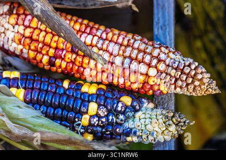 Closeup of two ears of indian corn with vibrant multicolored kernels in shades of red, orange, blue, yellow, and white arranged outdoors Stock Photo