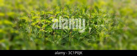 Foliage nettles background image - vignette blur Stock Photo