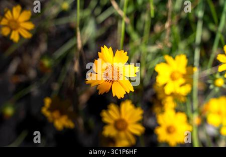 Yellow wild flowers. Lanceleaf Coreopsis flowers.  Stock Photo