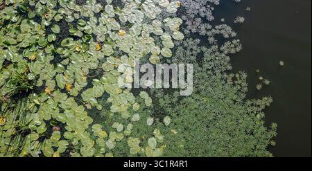 Green water lily pads and other aquatic plants are creating beautiful patterns on the surface of a calm body of water, providing a tranquil summer sce Stock Photo