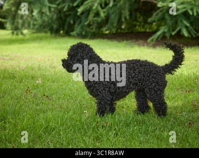 A cross between Yorkshire Terrier and a miniature Poodle on a warm July and a small dog stands attentively in Nidderdale, North Yorkshire at 900ft Stock Photo