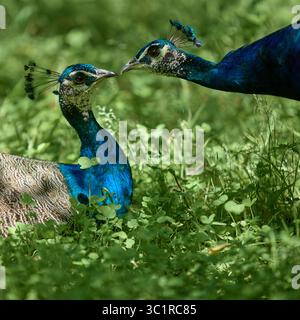 Two vibrant peacocks facing each other in grassy field Stock Photo