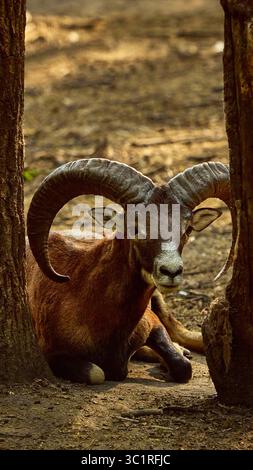 Lying brown mouflon with large curled horns between forest trees Stock Photo