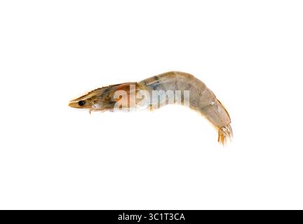 Raw shrimp isolated on a white background. Stock Photo