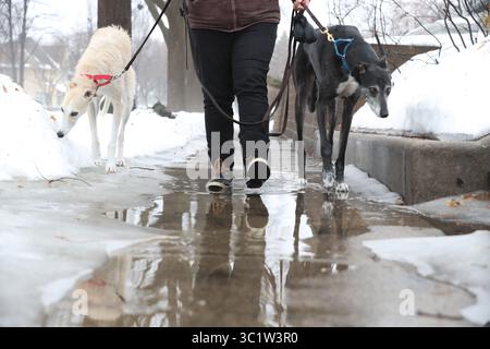 March 14, 2019 - Saint Paul, Minn, USA - United States - As part of her job with Urban Animal Kingdom, Stephanie Blooflat walked Toby (right) and Tegan the lurcher dogs along a partially iced over sidewalk in St. Paul on Thursday, March 14, 2019..... ]  Shari L. Gross â€¢ shari.gross@startribune.com   ....Heavy rains and rapid run off from snow melt led to lots of ponding and potholes on metro area roads Thursday morning. Meanwhile, standing water is forcing MnDOT to close roads across southeastern Minnesota and while a snowstorm is bringing northwestern Minnesota to a halt. (Credit Image: © S Stock Photo
