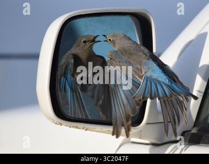 Why Do Birds Attack Car Mirrors: Surprising Reasons Revealed