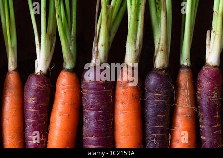 Purple and orange carrots lined up, with stems and dirt on them Stock Photo