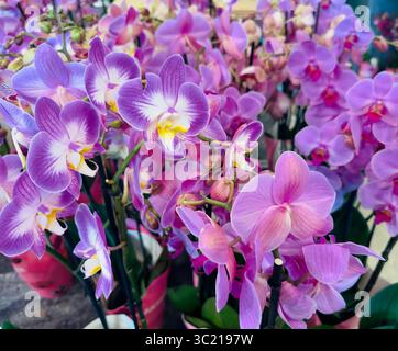Beautiful phalaenopsis orchids in various shades of purple and pink are blooming. Stock Photo