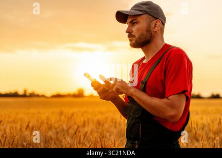 Modern male farmer standing in grain field and using mobile phone at sunset. Stock Photo