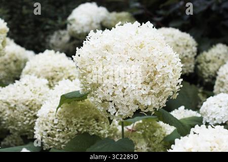 Large white flowers of Hydrangea arborescens 'Annabelle' in full bloom in a landscaped garden. High-resolution floral image suitable for botanical pri Stock Photo
