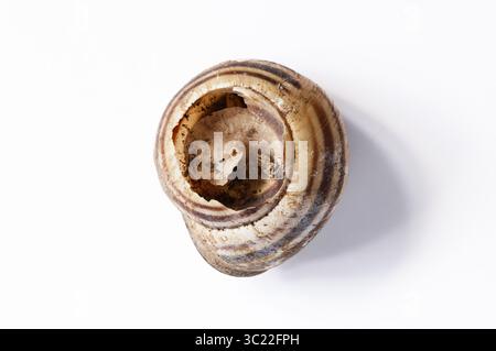 A broken snail shell showing the interior structure on white background Stock Photo