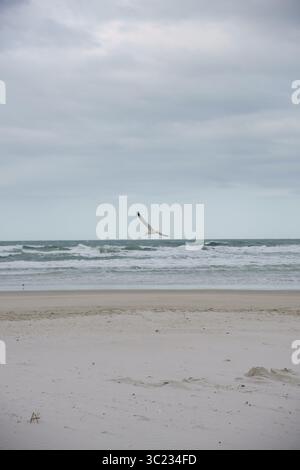 Seagull soaring above ocean waves on a cloudy day at a quiet beach. Stock Photo