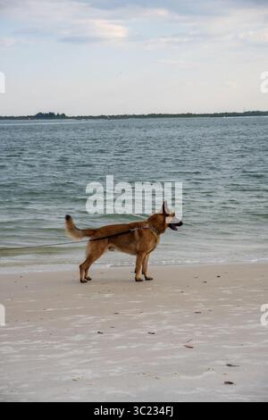 Belgian Malinois dog on leash standing on alert on a quiet beach near ocean waves under a partly cloudy sky. Stock Photo