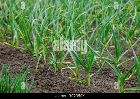 Rows of onions growing in soil on vegetable field outdoor organic farming and sustainable agriculture in spring season Stock Photo