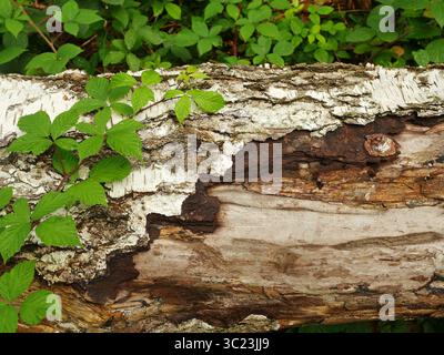 Decaying birch trunk in forest, partially without bark. Covered with plants. Copyspace Stock Photo