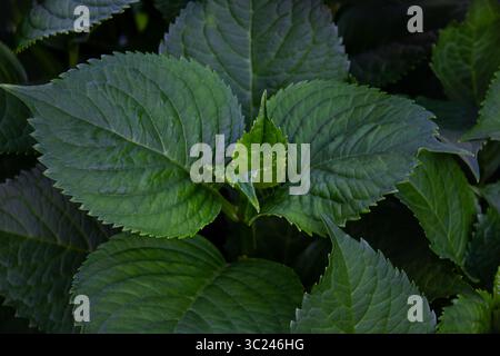 Beautiful Fresh Green Hydrangea leaves background. Dark green leaves background of Hydrangea macrophylla, Beautiful leaf pattern texture, Nature backg Stock Photo