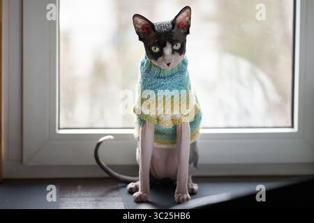 Portrait of a Canadian Sphynx cat wearing sweater sitting on the window Stock Photo