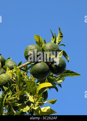Fresh Green Limes Growing on a Citrus Tree in Rural Turkey Stock Photo
