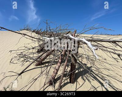 Dried driftwood branches arranged on sand dunes in Curonian Spit National Park, Lithuania – raw Baltic landscape under blue summer sky Stock Photo