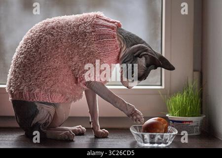 A Sphynx cat is wearing a pink knitted sweater and intently examining an easter egg in a small glass bowl. The cat is sitting on a windowsill with a v Stock Photo