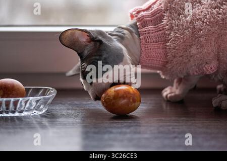 A gray and white Sphynx cat is intently focused on a large, easter egg sitting on a glass plate. The cat is wearing a pink, fluffy knitted sweater. Stock Photo