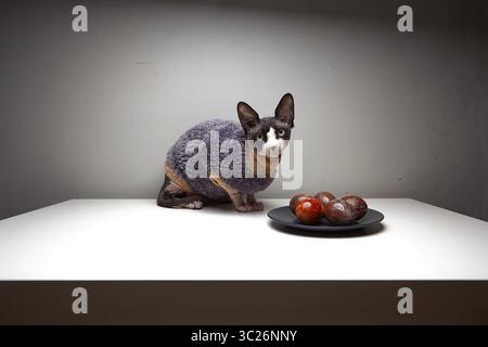A sleek, short-haired cat with a grey and brown coat sits attentively on a white table. The cat is gazing towards a dark blue plate filled with severa Stock Photo