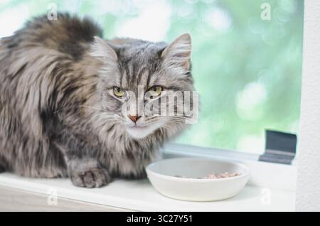 Close Up Portrait of a Long-Haired Grey Cat with Yellow Eyes Stock Photo