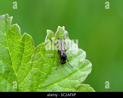 A small black fly (Macrophya sanguinolenta) sitting on a green leaf and covered in pollen Stock Photo