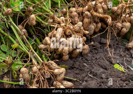 Fresh peanuts plants with roots plants harvest of peanut plants. peanuts plants with roots Stock Photo