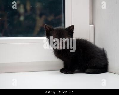 Black kitten perched on a white windowsill, gazing into the lens with big, expressive eyes Stock Photo