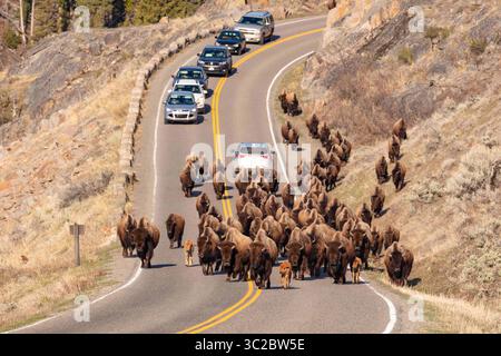 A herd of bison block the road at Yellowstone National Park Stock Photo ...