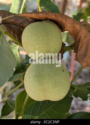 Green Walnuts Growing on a Tree Branch in Turkey Stock Photo